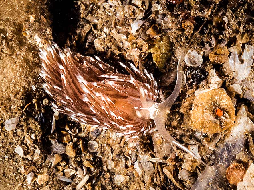 Facelina bostoniensis